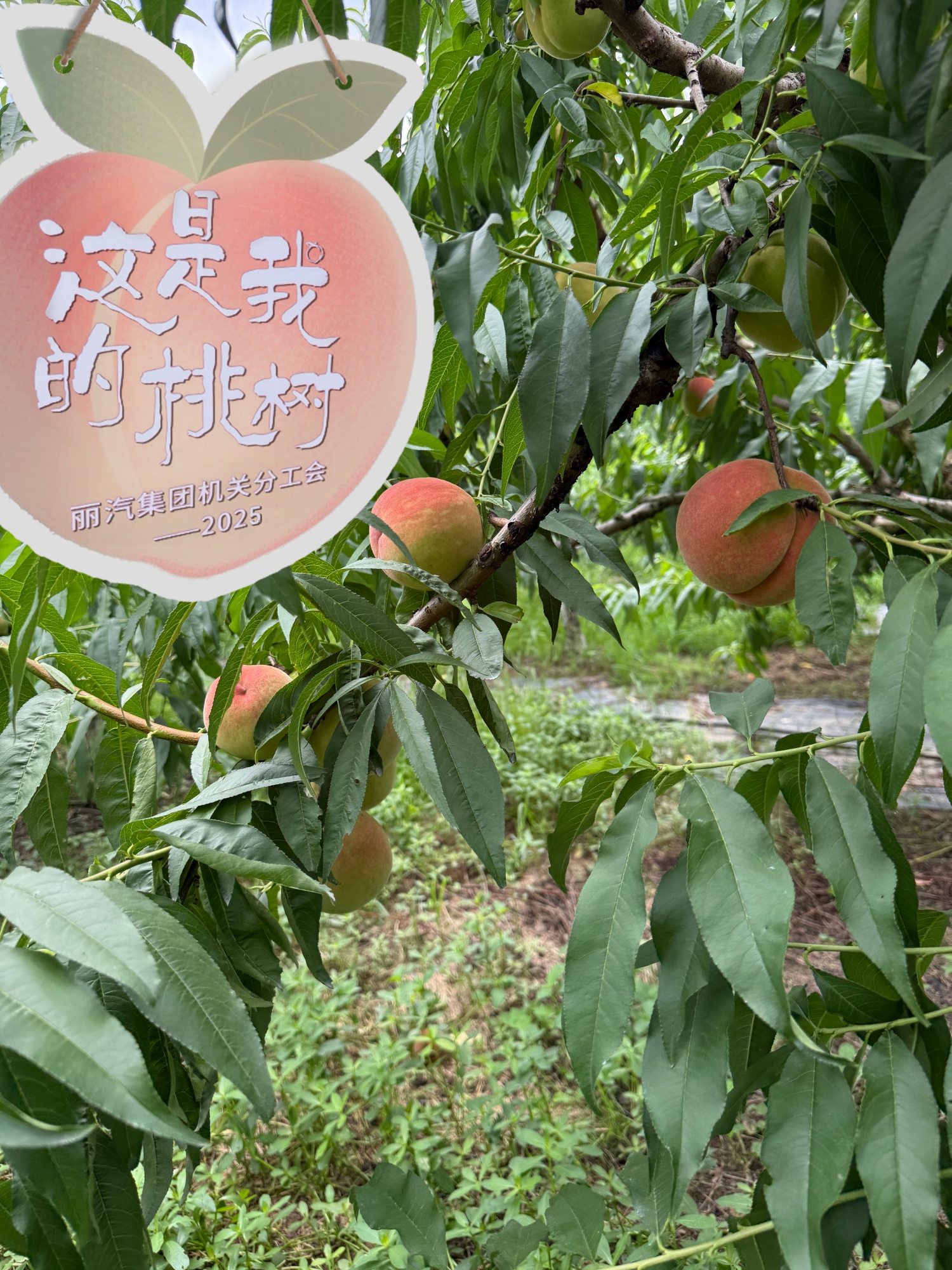 微信圖片_20250714094642.jpg 微信圖片_20250714094642.jpg